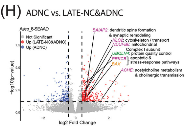 Volcano plot of astrocyte differential expression, ADNC vs. mixed LATE-NC and ADNC